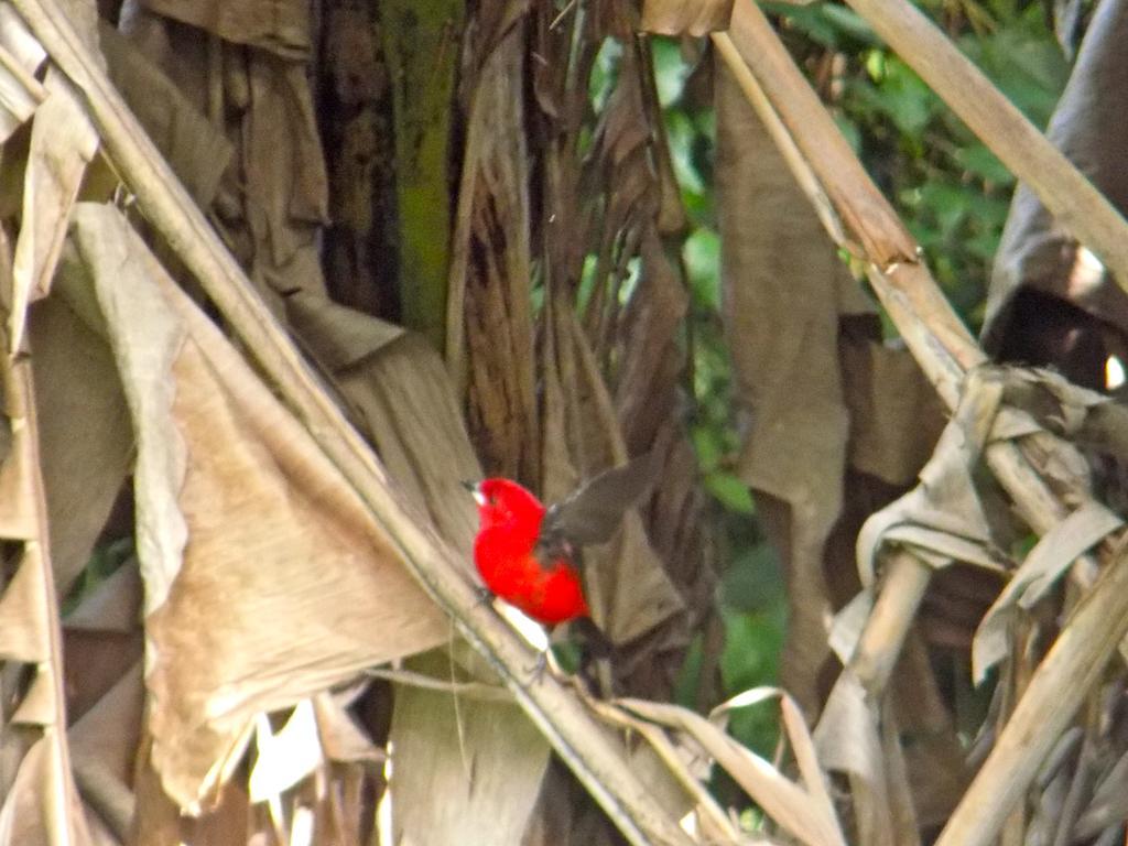 Casa De Montanha Na Praia Ilhabela Esterno foto